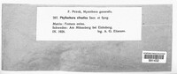 Phyllachora sylvatica image
